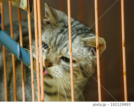 給水器をチロチロ舐める猫 102129993