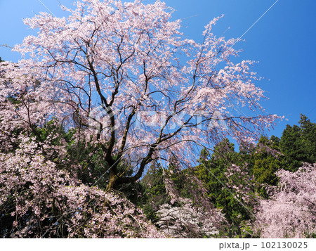 美祢市・桜山（南原寺）のしだれ桜 102130025