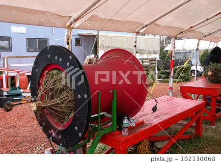 Chrstmas trees in machine wrapping them with twine 102130068