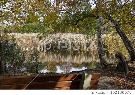 Common reed and colorful trees reflecting in a small pond 102130070