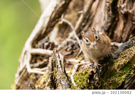 朽ちた樹木の上で目線を合わせるエゾシマリス 102130082
