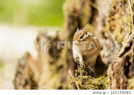 朽ちた樹木の上で遠くを見るエゾシマリス 朽ちた樹木の上で遠くを見るエゾシマリス 102130083
