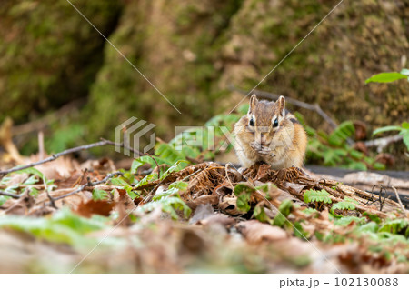 森の中で採食するエゾシマリス 102130088
