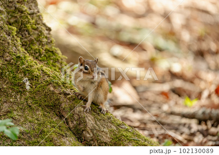 森の中にある苔むす立木に座り遠くを見るエゾシマリス 102130089