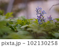 エゾエンゴサク 102130258