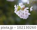 サクラ 102130260
