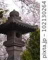 神社の桜 102130264
