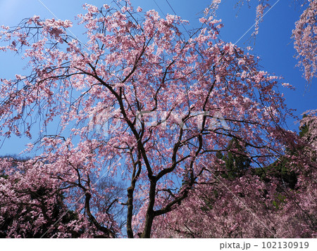 美祢市・桜山(南原寺)のしだれ桜 美祢市・桜山(南原寺)のしだれ桜 102130919