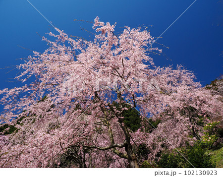 美祢市・桜山(南原寺)のしだれ桜 美祢市・桜山(南原寺)のしだれ桜 102130923