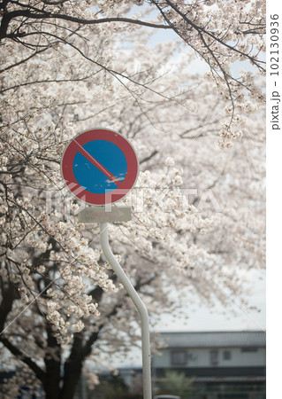 駐車禁止の標識と桜 102130936