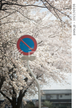 駐車禁止の標識と桜 駐車禁止の標識と桜 102130936