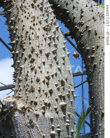トックリキワタ ： 鋭い棘のある幹の写真素材 [102130944] - PIXTA