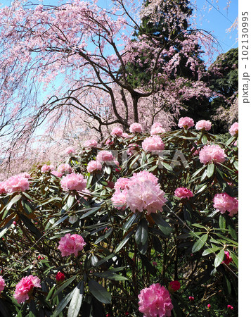 桜山（南原寺）のしだれ桜とシャクナゲ 102130995
