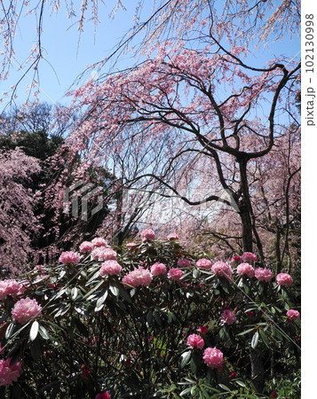 桜山(南原寺)のしだれ桜とシャクナゲ 桜山(南原寺)のしだれ桜とシャクナゲ 102130998
