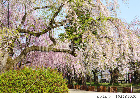 清々しい春の朝 弘前城本丸広場の枝垂桜と紅枝垂れ 青森県 清々しい春の朝 弘前城本丸広場の枝垂桜と紅枝垂れ 青森県 102131020