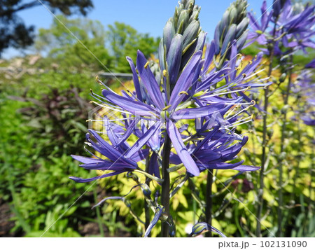 北米原産の球根植物「カマシア」 北米原産の球根植物「カマシア」 102131090