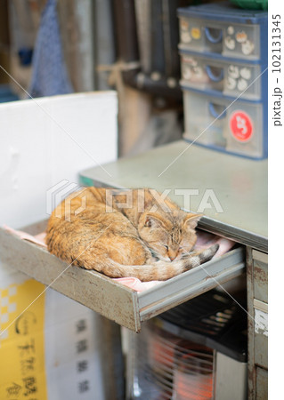 引き出しの中で暖を取る野良猫 102131345
