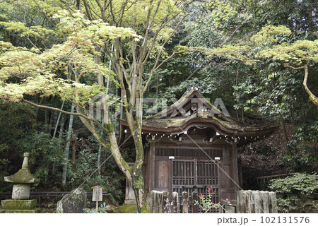 青もみじと泉涌水屋形 泉涌寺 青もみじと泉涌水屋形 泉涌寺 102131576