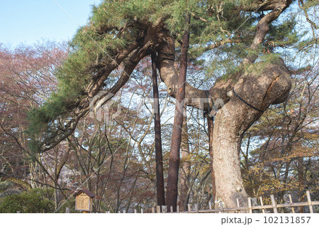弘前城「鶴の松」青森県 102131857
