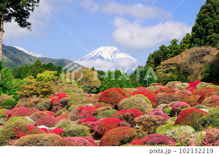 ツツジの庭から富士山 ツツジの庭から富士山 102132219