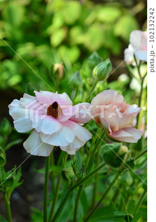 ラナンキュラス・ラックス『アリアドネ』 102132242