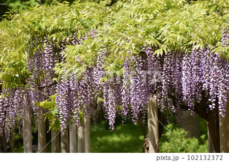 初夏の風に揺れる藤の花 102132372