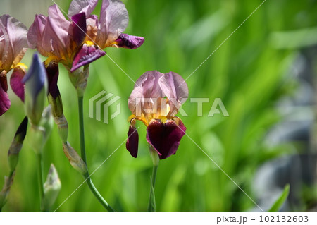 ブラウン色のジャーマンアイリス 102132603
