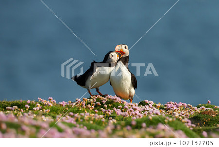 Atlantic puffins bonding in the field of thrift flowers 102132705