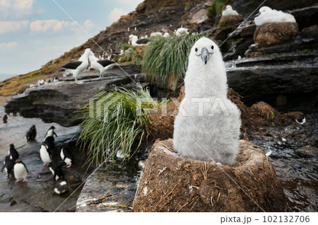 Black-browed Albatross chick sitting in its mud cup nest in Falkland Islands 102132706