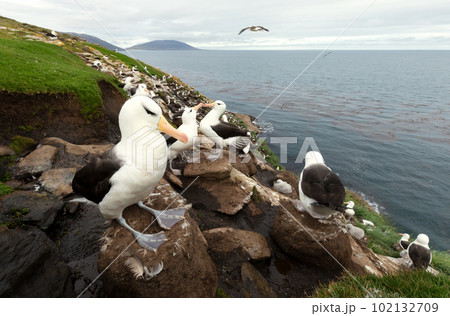 Black-browed Albatrosses on the coast of the Falkland Islands 102132709