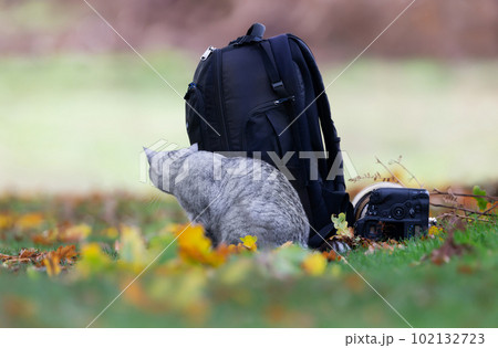 Cute cat hiding behind a backpack Cute cat hiding behind a backpack 102132723