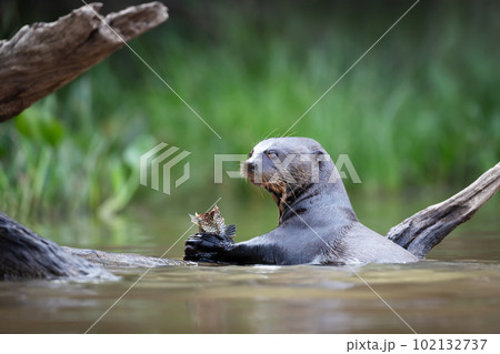 Giant river otter eating a fish 102132737