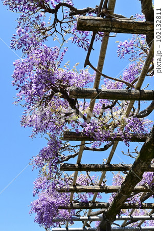 藤棚と花々が連なる風景 藤棚と花々が連なる風景 102132811