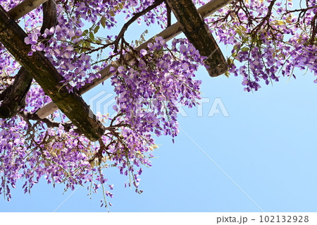 藤の花が咲く季節と見上げる空 藤の花が咲く季節と見上げる空 102132928