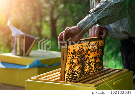 Beekeeper removing honeycomb from beehive. Person in beekeeper suit taking honey from hive. Farmer wearing bee suit working with honeycomb in apiary. Apiary as a hobby. Organic farming. Copy-space 102132932