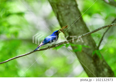新緑の森で獲物を捕らえたコバルトブルーと白の美しい小鳥オオルリ 102132973