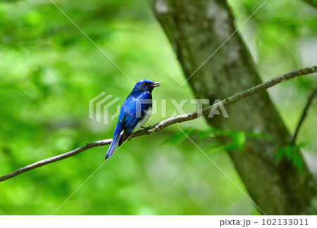 新緑の森で獲物を捕らえたコバルトブルーと白の美しい小鳥オオルリ 102133011