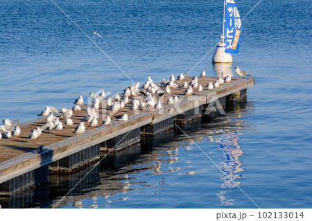 ユリカモメ 102133014