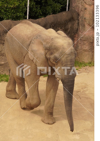 動物園の歩くアフリカゾウ 動物園の歩くアフリカゾウ 102133396