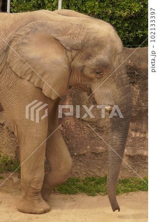 動物園の屋外を歩くアフリカゾウ 動物園の屋外を歩くアフリカゾウ 102133397