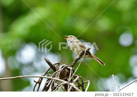 緑の公園の森で高らかに美しい声で囀る身近な野鳥ウグイス 102133427