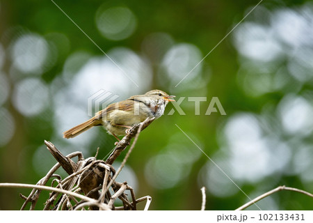 緑の公園の森で高らかに美しい声で囀る身近な野鳥ウグイス 緑の公園の森で高らかに美しい声で囀る身近な野鳥ウグイス 102133431