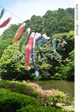 鯉のぼり　鎌倉中央公園 102133495