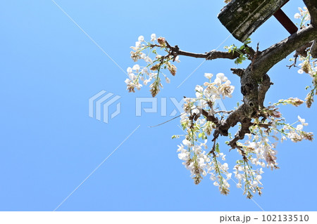 白い藤の花が咲く季節と見上げる空 102133510