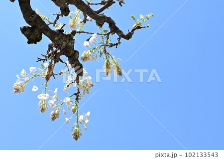 白い藤の花が咲く季節と見上げる空 白い藤の花が咲く季節と見上げる空 102133543