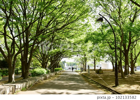 駒沢オリンピック公園の緑地散策路と新緑 102133582