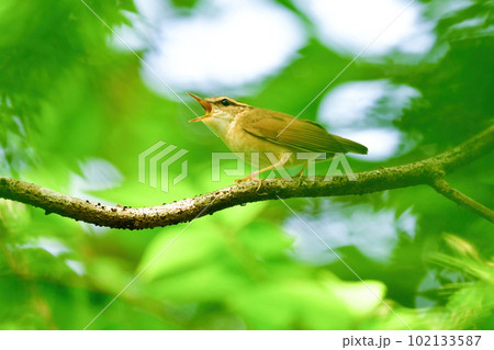 新緑の初夏の森で囀る小さなかわいい野鳥ヤブサメ 新緑の初夏の森で囀る小さなかわいい野鳥ヤブサメ 102133587