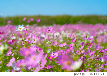 満開のコスモスが咲くコスモス畑13　岡山県岡山市東区 102134171