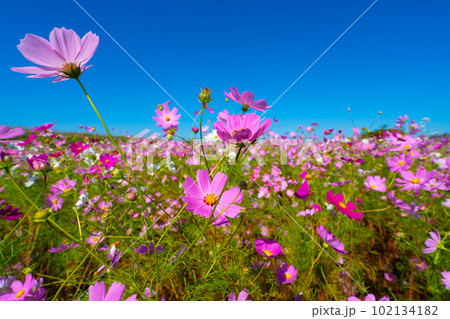 満開のコスモスが咲くコスモス畑17 岡山県岡山市東区 満開のコスモスが咲くコスモス畑17 岡山県岡山市東区 102134182
