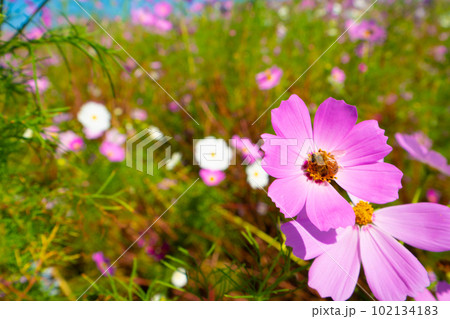 コスモスの花とミツバチ7 岡山県岡山市東区 コスモスの花とミツバチ7 岡山県岡山市東区 102134183